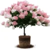 Live Hydrangea Plant, Hydrangea Tree Live Plants, Pink White Flowers, Dormant, 5 to 7 Inch Tall Well-Rooted for Growing
