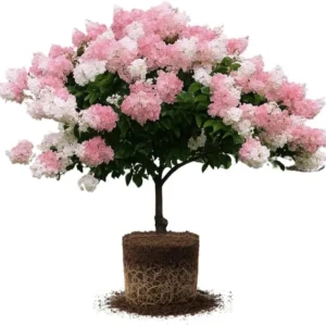 Live Hydrangea Plant, Hydrangea Tree Live Plants, Pink White Flowers, Dormant, 5 to 7 Inch Tall Well-Rooted for Growing