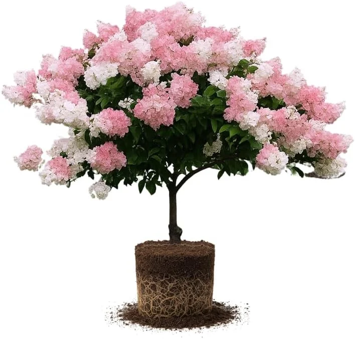 Live Hydrangea Plant, Hydrangea Tree Live Plants, Pink White Flowers, Dormant, 5 to 7 Inch Tall Well-Rooted for Growing