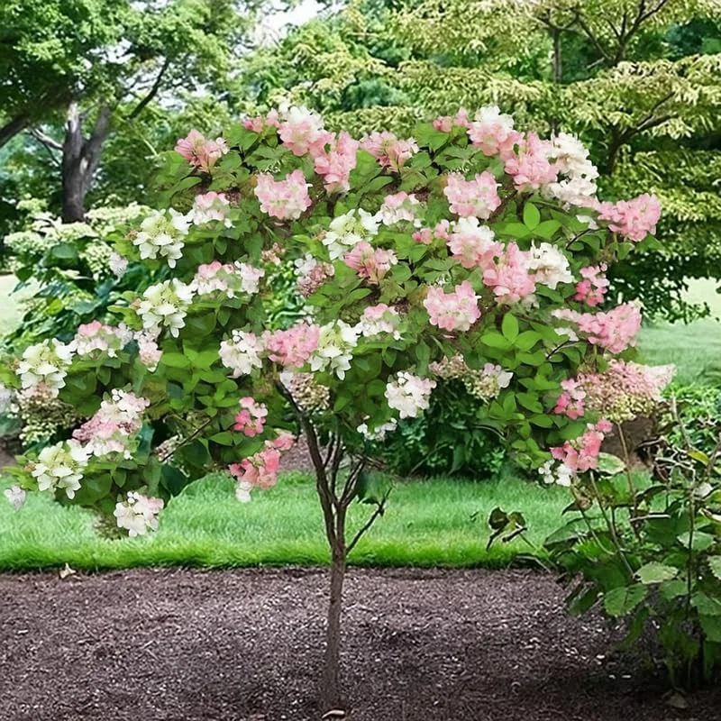 Live Hydrangea Plant, Hydrangea Tree Live Plants, Pink White Flowers, Dormant, 5 to 7 Inch Tall Well-Rooted for Growing