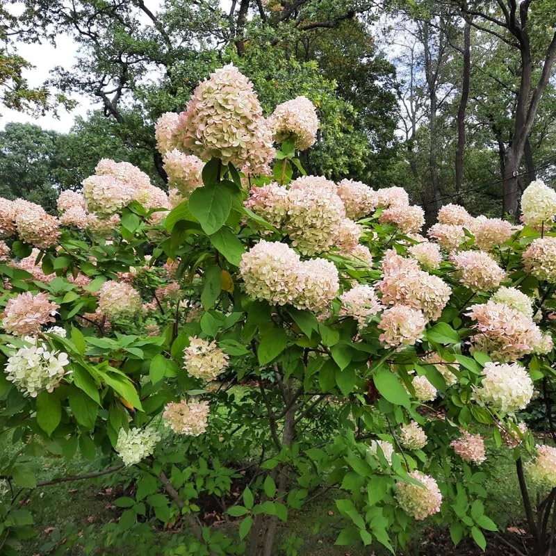 Live Hydrangea Plant, Hydrangea Tree Live Plants, Pink White Flowers, Dormant, 5 to 7 Inch Tall Well-Rooted for Growing