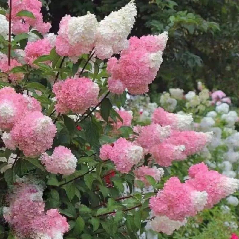 Live Hydrangea Plant, Hydrangea Tree Live Plants, Pink White Flowers, Dormant, 5 to 7 Inch Tall Well-Rooted for Growing