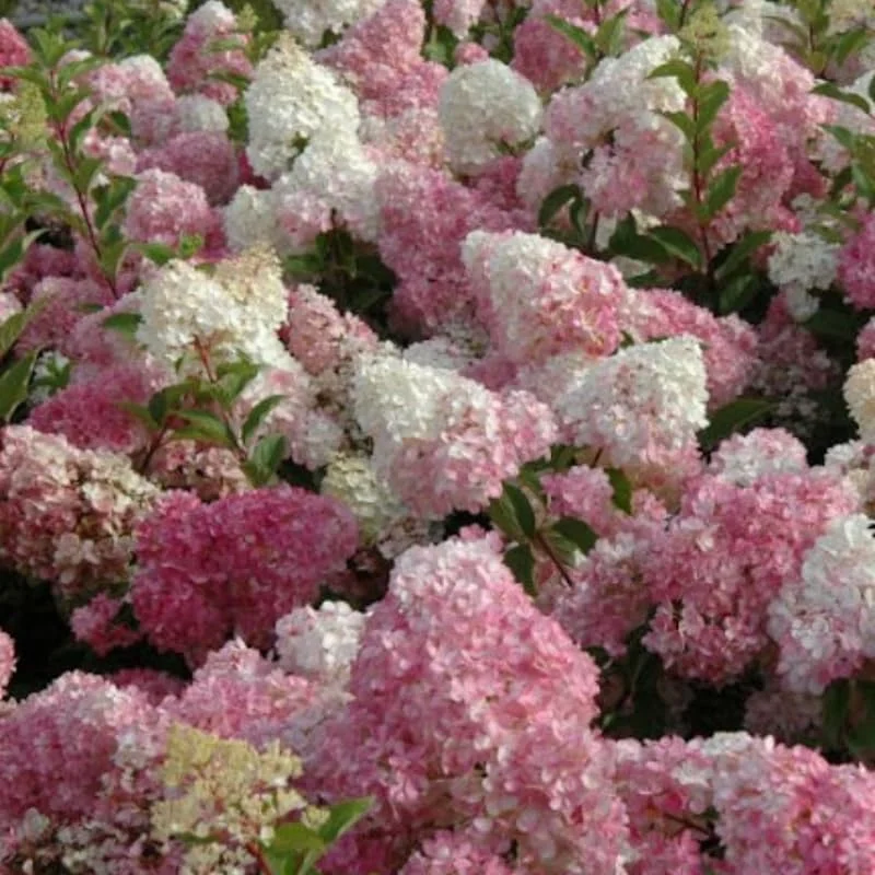 Live Hydrangea Plant, Hydrangea Tree Live Plants, Pink White Flowers, Dormant, 5 to 7 Inch Tall Well-Rooted for Growing