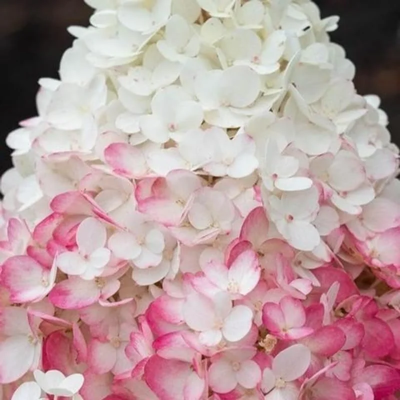 Live Hydrangea Plant, Hydrangea Tree Live Plants, Pink White Flowers, Dormant, 5 to 7 Inch Tall Well-Rooted for Growing