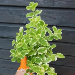 1 Pot (1 Clump) of Pineapple Mint Herb Live Starter Plant for Planting, Fragrant Mint Bush Garden Mints Plant, 4"Tall 4"Pot (No Ship CA)