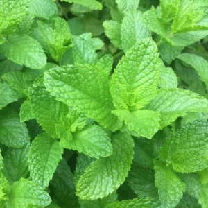 Spearmint Live Plant, Fragant Herb Spearmint Plants, 4-6 Inch Tall, Well-Rooted Starter Plant, Indoor Outdoor Container or Garden Plants