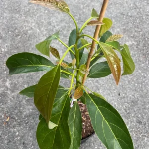 Marcus Pumpkin Grafted Avocado Tree 3-4 Ft Cold Hardy Live Plant