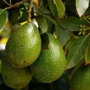 Marcus Pumpkin Grafted Avocado Tree 3-4 Ft Cold Hardy Live Plant