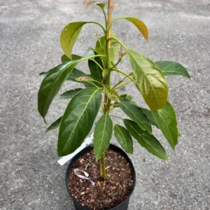 Marcus Pumpkin Grafted Avocado Tree 3-4 Ft Cold Hardy Live Plant