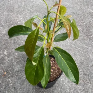 Marcus Pumpkin Grafted Avocado Tree 3-4 Ft Cold Hardy Live Plant