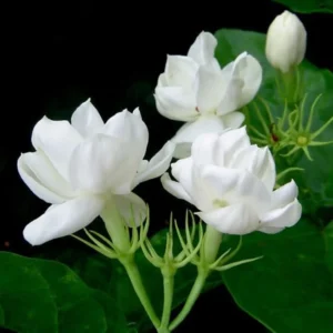 Arabian Jasmine Plant Live - 12-15 Inch Fragrant Vine Shrub - Outdoor Garden Ready