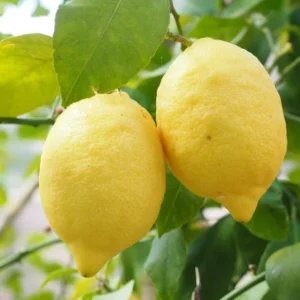 Meyer Lemon Tree Live Plant - 2 to 5 Inch Citrus Tree Sapling