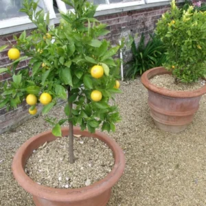 Meyer Lemon Tree Live Plant - 2 to 5 Inch Citrus Tree Sapling