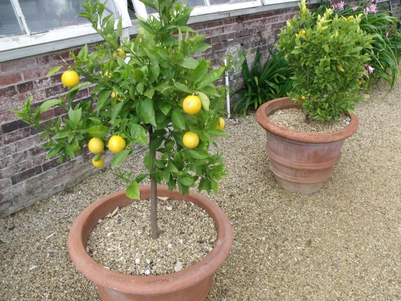 Meyer Lemon Tree Live Plant - 2 to 5 Inch Citrus Tree Sapling