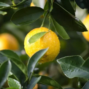 Meyer Lemon Tree Live Plant - 2 to 5 Inch Citrus Tree Sapling