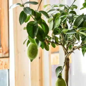 Meyer Lemon Tree Live Plant - 2 to 5 Inch Citrus Tree Sapling