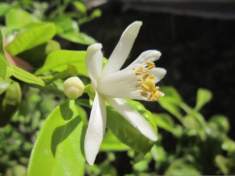 Meyer Lemon Tree Live Plant - 2 to 5 Inch Citrus Tree Sapling