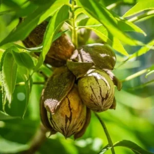 4 Pecan Trees Plants Live Bare Roots, 1-2 Feet Tall Hardy Nut Trees for Outdoor Planting, Dormant Seedlings for Garden or Yard