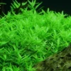Mix 7 Aquarium Plants Live Stems, No Root, Fresh Water Aquatic Plants for Pond, Green Aquatic Live Plants for Freshwater Aquarium Fish Tanks