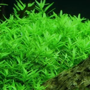 Mix 7 Aquarium Plants Live Stems, No Root, Fresh Water Aquatic Plants for Pond, Green Aquatic Live Plants for Freshwater Aquarium Fish Tanks