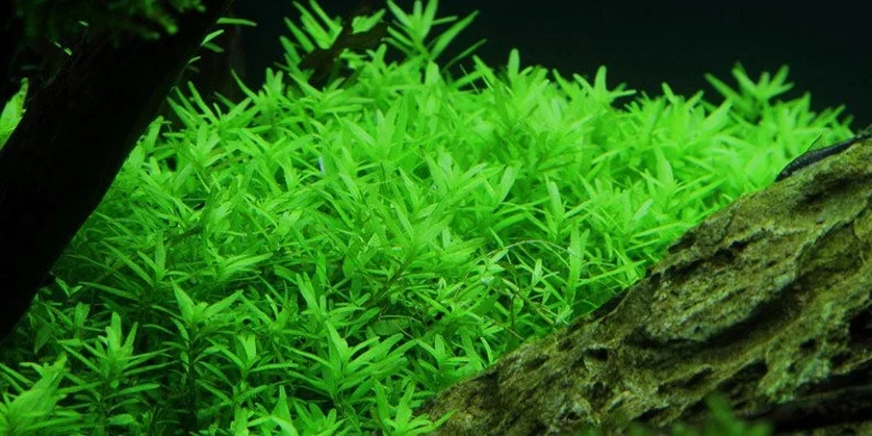 Mix 7 Aquarium Plants Live Stems, No Root, Fresh Water Aquatic Plants for Pond, Green Aquatic Live Plants for Freshwater Aquarium Fish Tanks