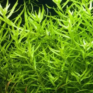 Mix 7 Aquarium Plants Live Stems, No Root, Fresh Water Aquatic Plants for Pond, Green Aquatic Live Plants for Freshwater Aquarium Fish Tanks