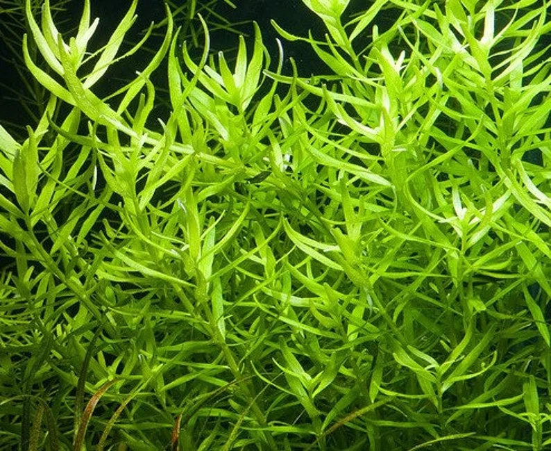 Mix 7 Aquarium Plants Live Stems, No Root, Fresh Water Aquatic Plants for Pond, Green Aquatic Live Plants for Freshwater Aquarium Fish Tanks