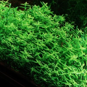 Mix 7 Aquarium Plants Live Stems, No Root, Fresh Water Aquatic Plants for Pond, Green Aquatic Live Plants for Freshwater Aquarium Fish Tanks