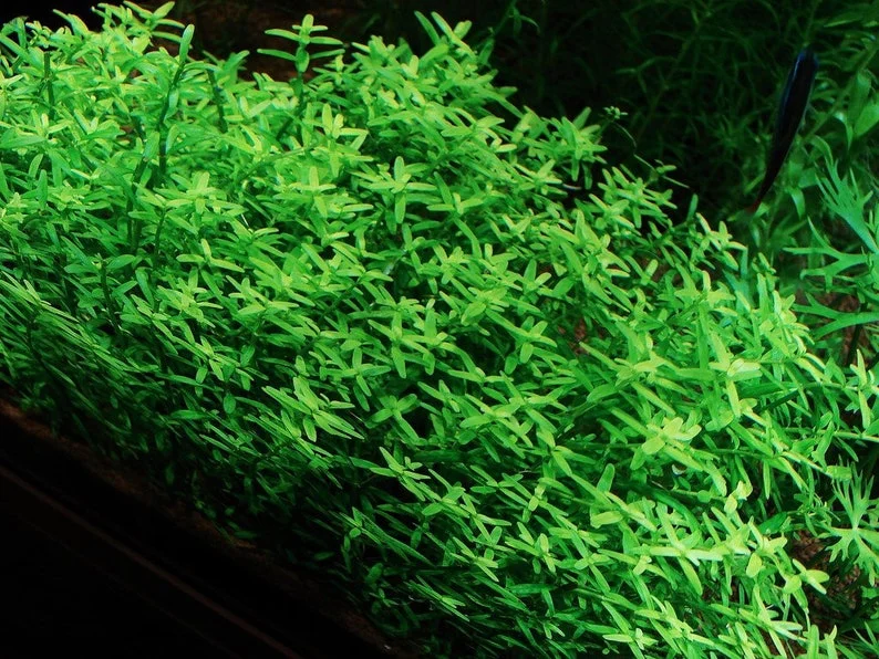 Mix 7 Aquarium Plants Live Stems, No Root, Fresh Water Aquatic Plants for Pond, Green Aquatic Live Plants for Freshwater Aquarium Fish Tanks