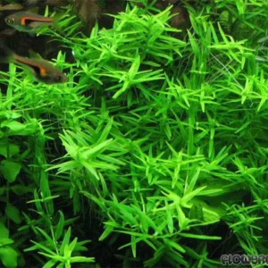 Mix 7 Aquarium Plants Live Stems, No Root, Fresh Water Aquatic Plants for Pond, Green Aquatic Live Plants for Freshwater Aquarium Fish Tanks