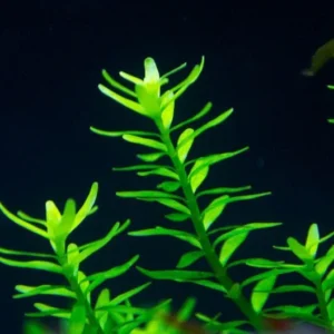 Mix 7 Aquarium Plants Live Stems, No Root, Fresh Water Aquatic Plants for Pond, Green Aquatic Live Plants for Freshwater Aquarium Fish Tanks