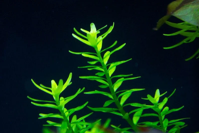 Mix 7 Aquarium Plants Live Stems, No Root, Fresh Water Aquatic Plants for Pond, Green Aquatic Live Plants for Freshwater Aquarium Fish Tanks