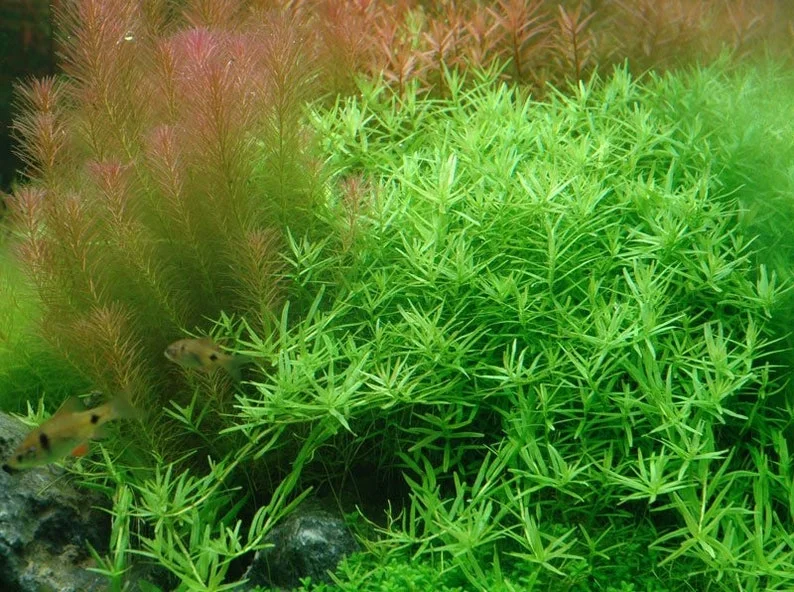 Mix 7 Aquarium Plants Live Stems, No Root, Fresh Water Aquatic Plants for Pond, Green Aquatic Live Plants for Freshwater Aquarium Fish Tanks