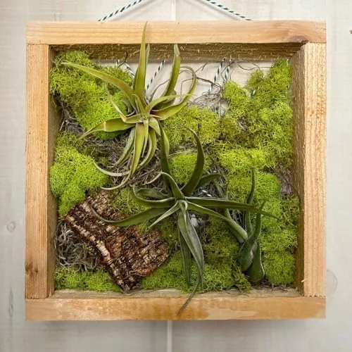 Mixed Ionantha Air Plants Pack - 12 Live Tillandsia Airplants - Easy Care Indoor Outdoor