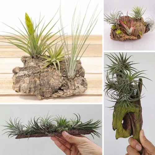 Mixed Ionantha Air Plants Pack - 12 Live Tillandsia Airplants - Easy Care Indoor Outdoor