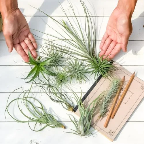 Mixed Ionantha Air Plants Pack - 12 Live Tillandsia Airplants - Easy Care Indoor Outdoor