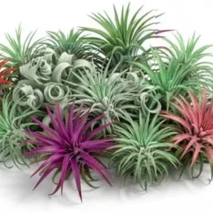 Mixed Ionantha Air Plants Pack - 12 Live Tillandsia Airplants - Easy Care Indoor Outdoor
