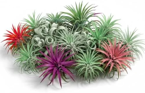 Mixed Ionantha Air Plants Pack - 12 Live Tillandsia Airplants - Easy Care Indoor Outdoor