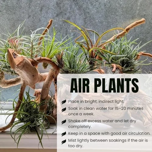 Mixed Ionantha Air Plants Pack - 12 Live Tillandsia Airplants - Easy Care Indoor Outdoor