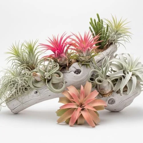 Mixed Ionantha Air Plants Pack - 12 Live Tillandsia Airplants - Easy Care Indoor Outdoor