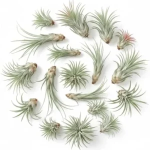 Mixed Ionantha Air Plants Pack - 12 Live Tillandsia Airplants - Easy Care Indoor Outdoor