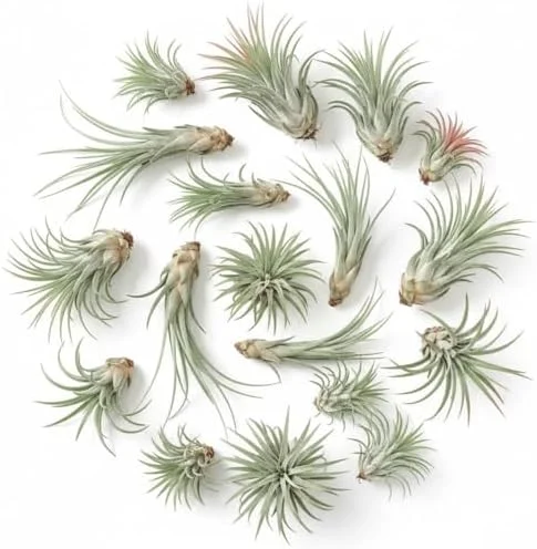 Mixed Ionantha Air Plants Pack - 12 Live Tillandsia Airplants - Easy Care Indoor Outdoor