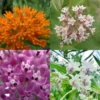 Mixed Milkweed Plants Live - 4 Pack Assorted Colors - Garden & Outdoor Planting