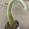 Monkey Tail Cactus Live Plant 4 inch Succulent Unique Green