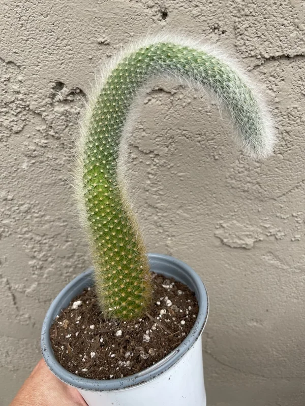 Monkey Tail Cactus Live Plant 4 inch Succulent Unique Green