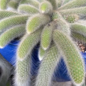 Monkey Tail Cactus Live Plant 4 inch Succulent Unique Green