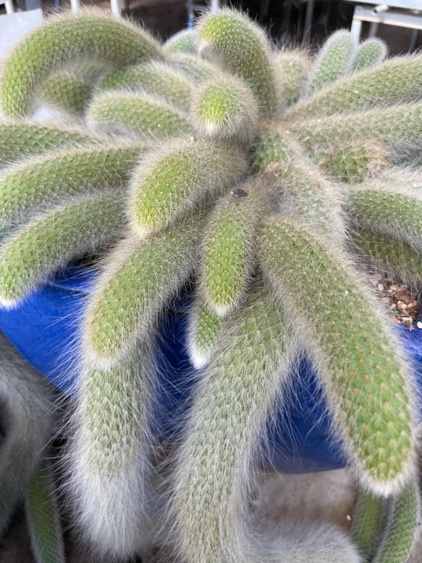 Monkey Tail Cactus Live Plant 4 inch Succulent Unique Green