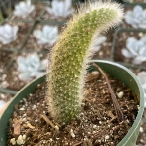Monkey Tail Cactus Live Plant 4 inch Succulent Unique Green