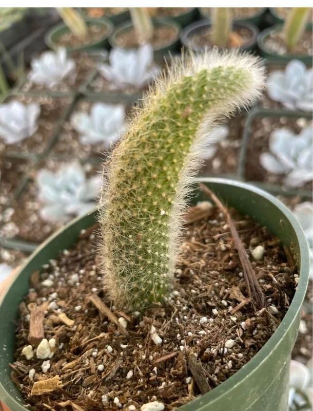 Monkey Tail Cactus Live Plant 4 inch Succulent Unique Green