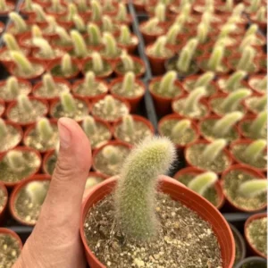 Monkey Tail Cactus Live Plant 4 inch Succulent Unique Green